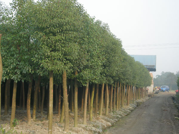 种植基地